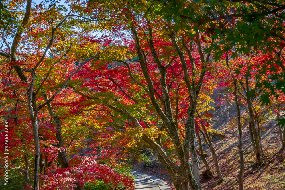 静岡県伊豆市修善寺自然公園もみじ林の紅葉