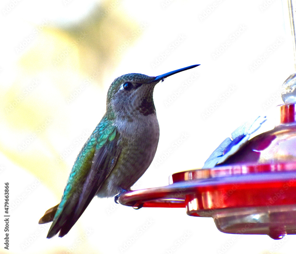 Fototapeta premium Beautiful close up of iridescent green hummingbird sitting on bird feeder