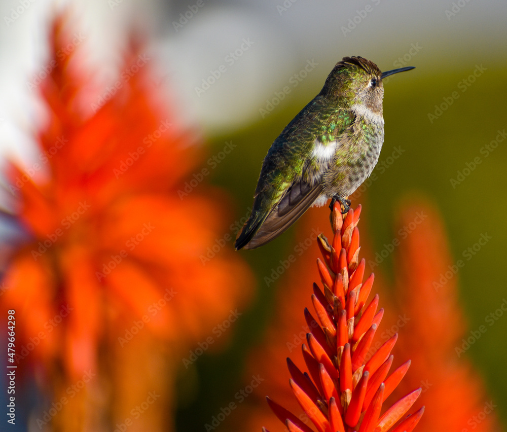 Fototapeta premium Beautiful hummingbird on bright orange tropical flower