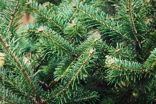 Caucasian fir tree branches closeup - Abies nordmanniana cultivated in the garden photo