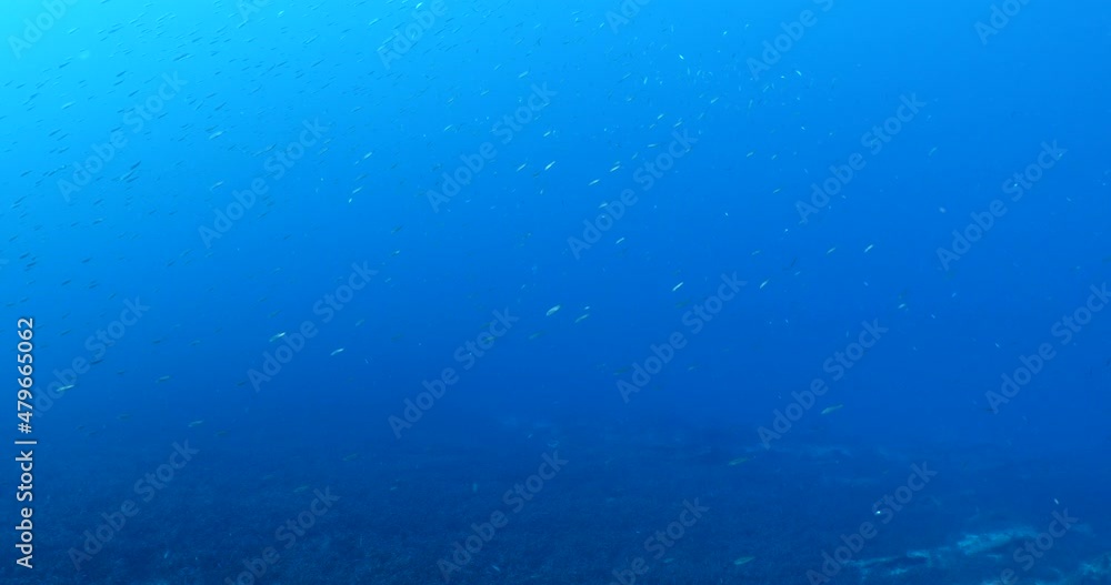 fish school on a reef moving together mediterranean sea blue water ocean scenery of behaviour fish school on a reef moving together mediterranean sea blue water ocean scenery of behaviour