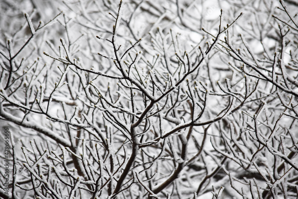 branches of a tree in winter, fresh snow branch texture branches of a tree in winter, fresh snow branch texture