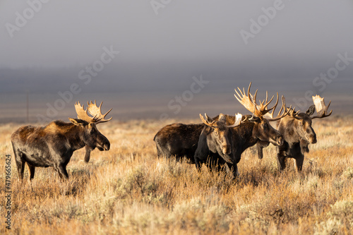 Fotobehang A herd of Moose, Male,