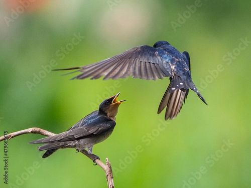 black capped kingfisher