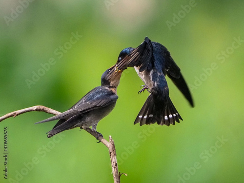 bird in flight