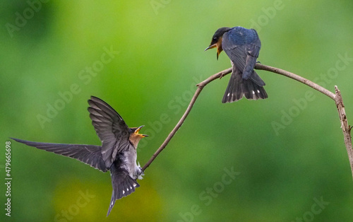 red winged blackbird