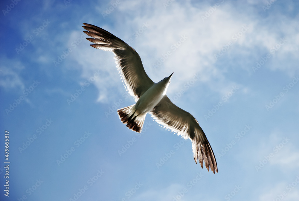 Obraz premium Jonathan Livingston Seagull.