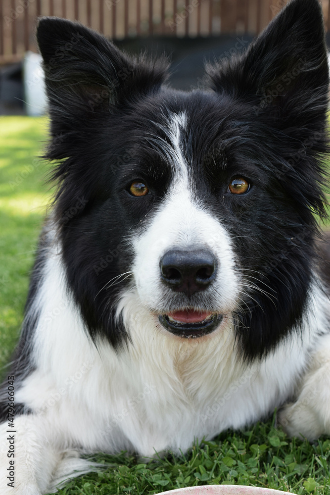 Excited face of Border Collie dog