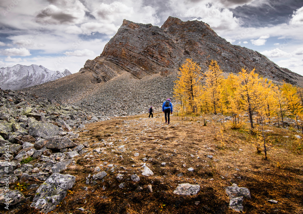 Children hiking a steep mountain slope with Larch trees in autumn colours in Alberta Canada
