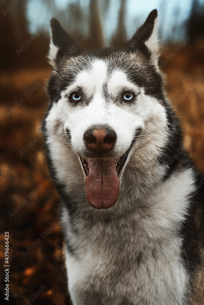 Siberian husky detail female portrait