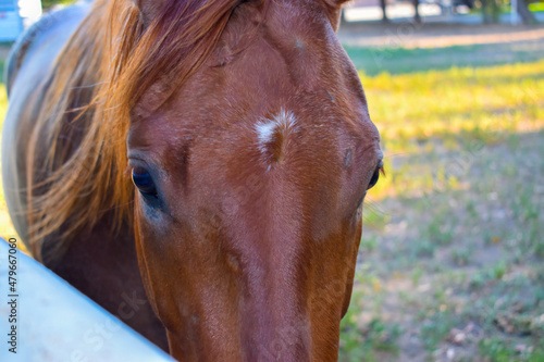 Pretty Quarter Horse close up of chestnut brown head with white star marking on forehead © Rachelle