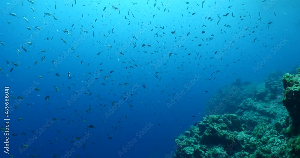fish school on a reef moving together mediterranean sea blue water ocean scenery of behaviour fish school on a reef moving together mediterranean sea blue water ocean scenery of behaviour