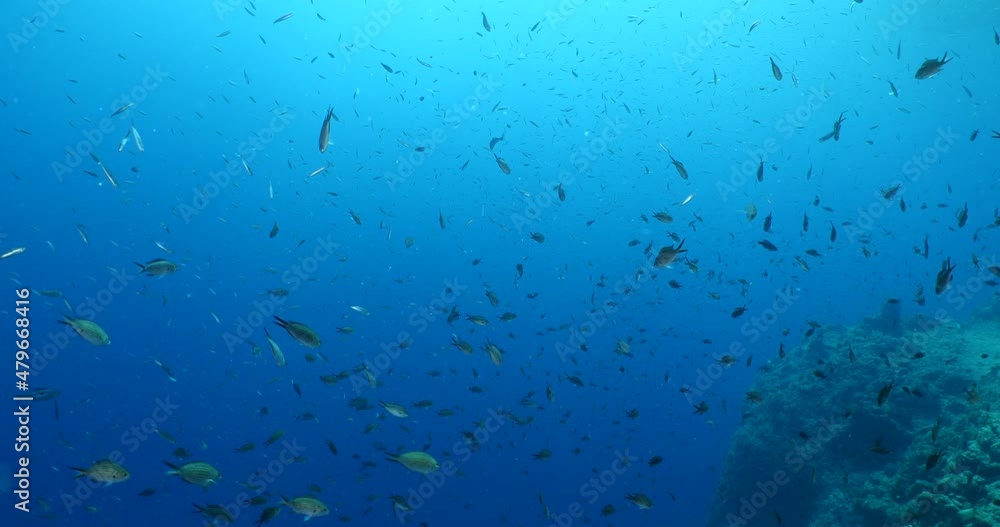 fish school on a reef moving together mediterranean sea blue water ocean scenery of behaviour fish school on a reef moving together mediterranean sea blue water ocean scenery of behaviour