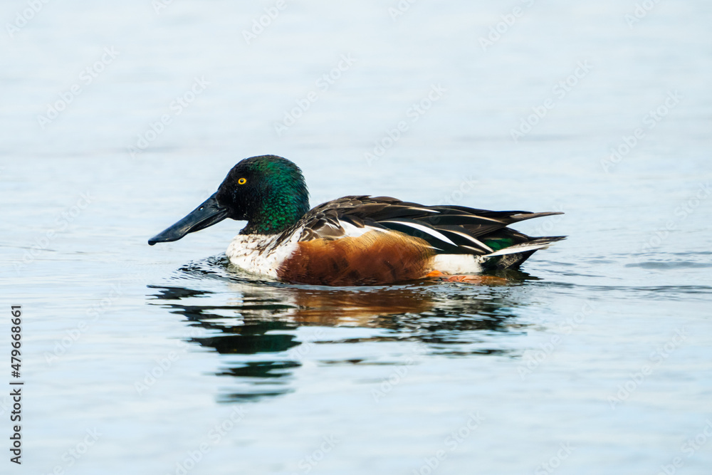 Mallard Duck Mallard Duck