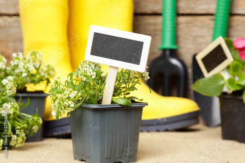 Blank wooden garden plant tag in flower pot 