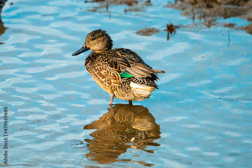 Green-Winged Teal Duck