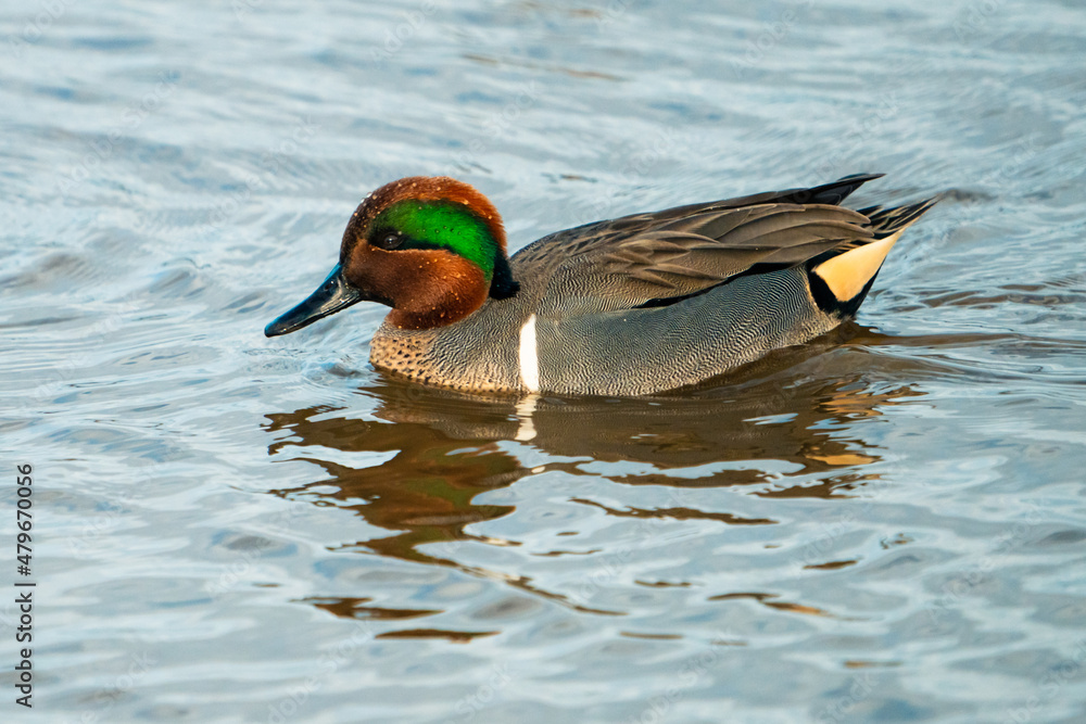 Obraz premium Green-Winged Teal Duck
