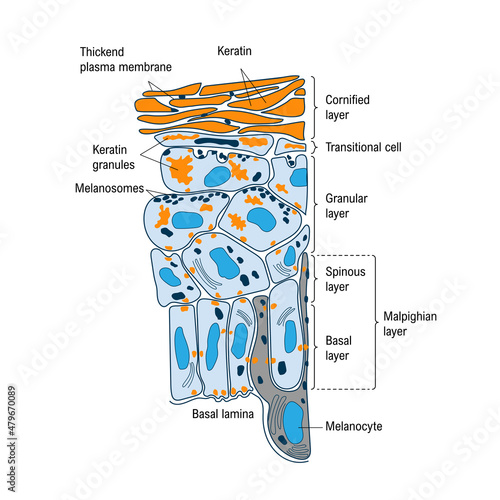Anatomical structure and function of skin. Cutaneous-Associated Lymphoid Tissue. Medical vector illustration