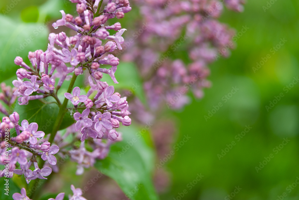 Delicate spring background with blooming lilacs. Lilac in the garden