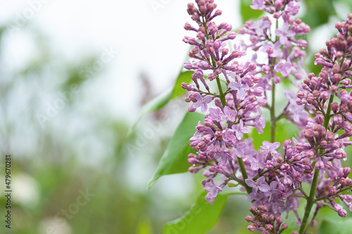 Delicate spring background with blooming lilacs. Lilac in the garden