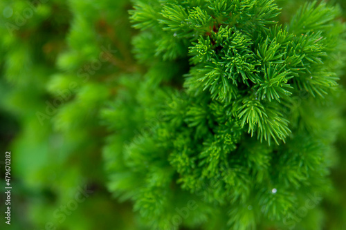 Needles of spruce canadian conica close-up