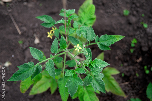 Young tomato plants in a greenhouse. Growing vegetables, organic farming.
