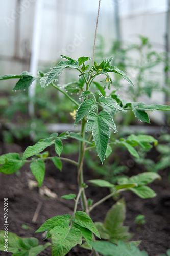 Young tomato plants in a greenhouse. Growing vegetables, organic farming.