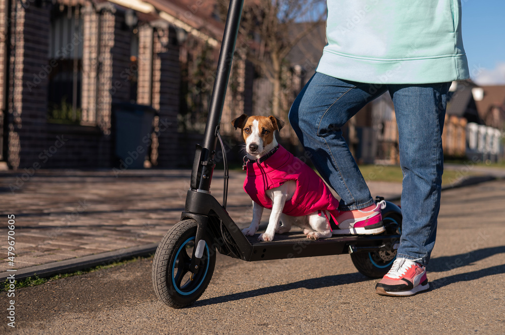 Obraz premium A woman rides an electric scooter in a cottage village with a dog Jack Russell Terrier.