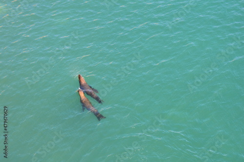 pareja de Lobos marinos, Trelew Chubut