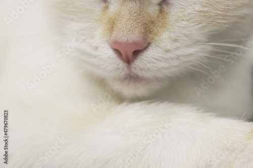 cute beautiful white cat with blue eyes. fluffy white fur. red ears and tail. sits on a bright background and looks at the camera with big eyes Surprised cat face. Blur the cat's face Copyspace. Macro