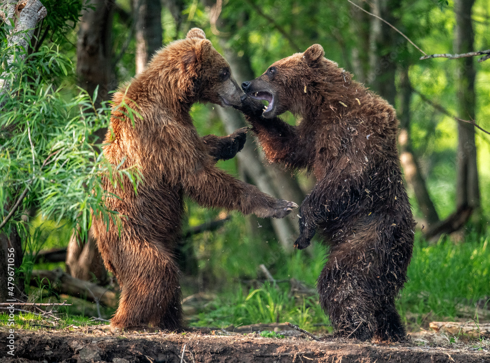 Obraz premium Two brown bears, standing on hind legs, fight in the summer forest. Kamchatka brown bear, Ursus Arctos Piscator. Natural habitat. Kamchatka, Russia