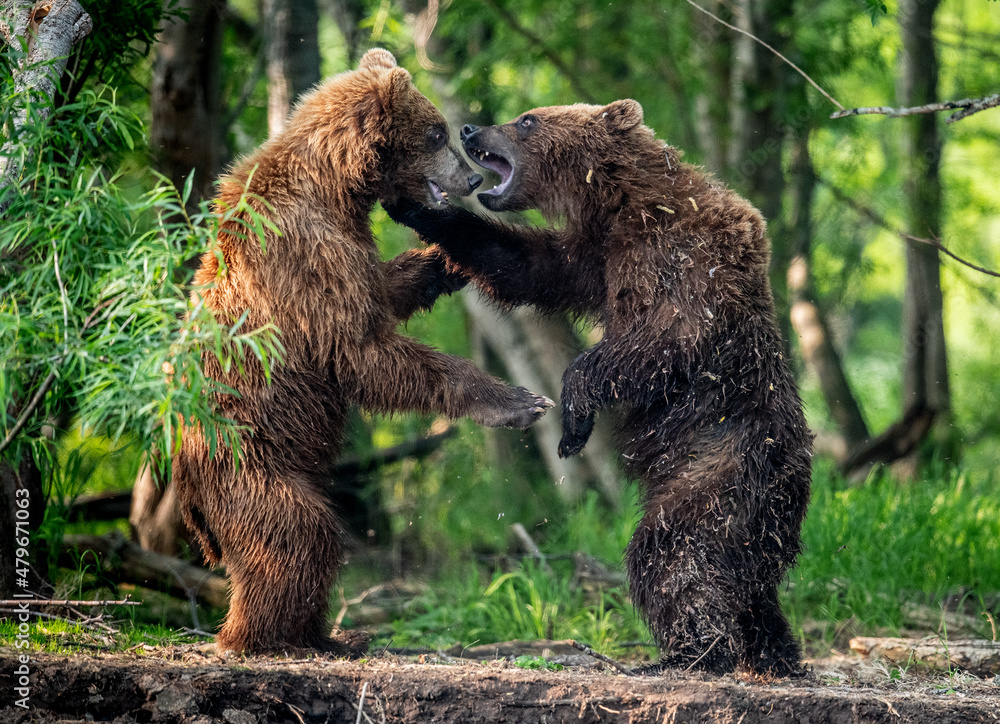 Obraz premium Two brown bears, standing on hind legs, fight in the summer forest. Kamchatka brown bear, Ursus Arctos Piscator. Natural habitat. Kamchatka, Russia