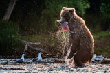 Brown bear with a fish in its mouth is standing on its hind legs in the river. Sunset backlight. Brown bear fishing sockeye salmon at a river. Kamchatka brown bear: Ursus Arctos Piscator. Kamchatka