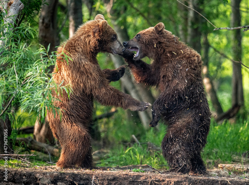 Two brown bears, standing on hind legs, fight in the summer forest. Kamchatka brown bear, Ursus Arctos Piscator. Natural habitat. Kamchatka, Russia