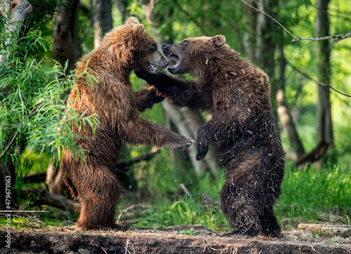 Two brown bears, standing on hind legs, fight in the summer forest. Kamchatka brown bear, Ursus Arctos Piscator. Natural habitat. Kamchatka, Russia