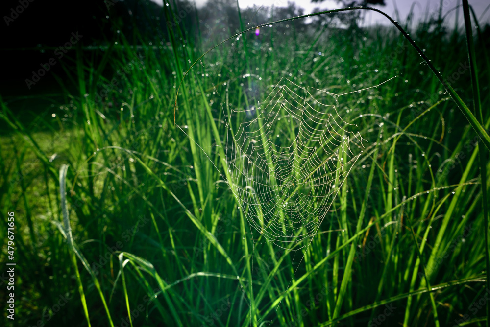 morning dew over a spider web in de country site