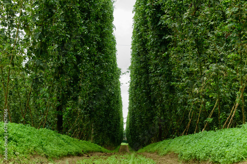 Foto cultivation of hops on a farm in belgium hops are used in the brewing of beer