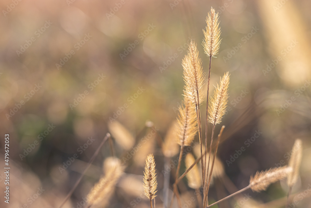Golden grass growing in a field in the afternoon sun
