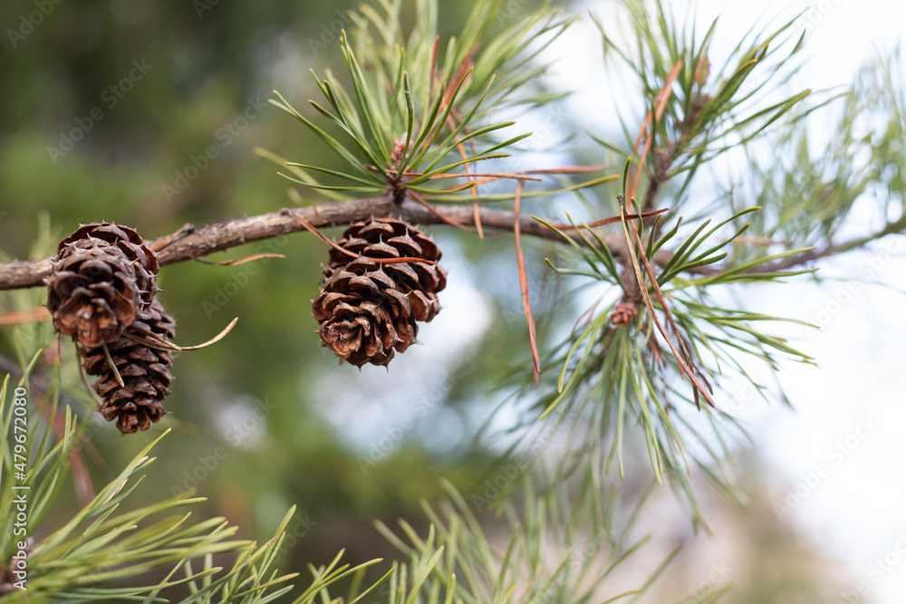 Fototapeta premium One pinecone hanging from the tree
