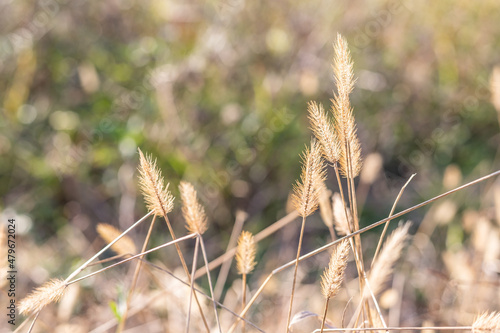 Foxtail grass in a field in the afternoon sun