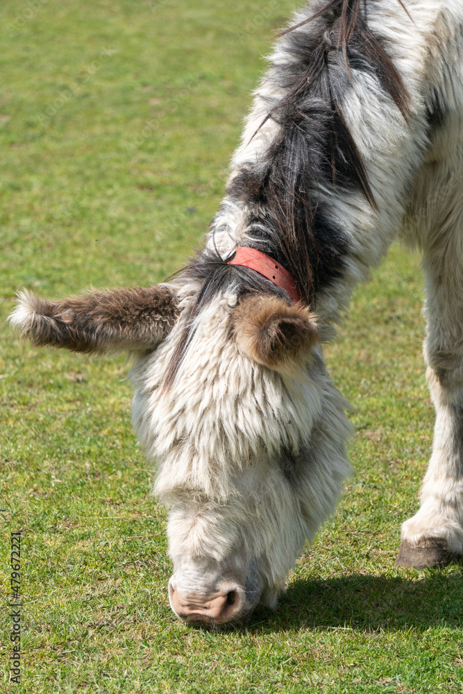 Obraz premium Close-up of donkey in animal sanctuary in Isle of Wight, United Kingdom