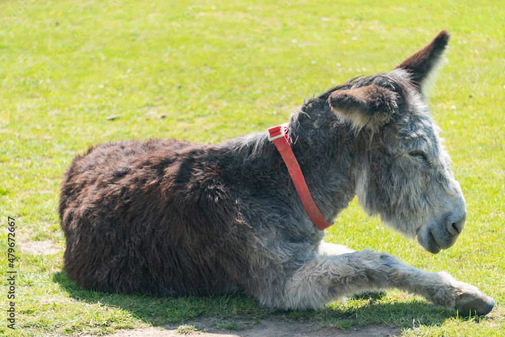 Donkey resting in field in animal sanctuary in Isle of Wight, United Kingdom Donkey resting in field in animal sanctuary in Isle of Wight, United Kingdom