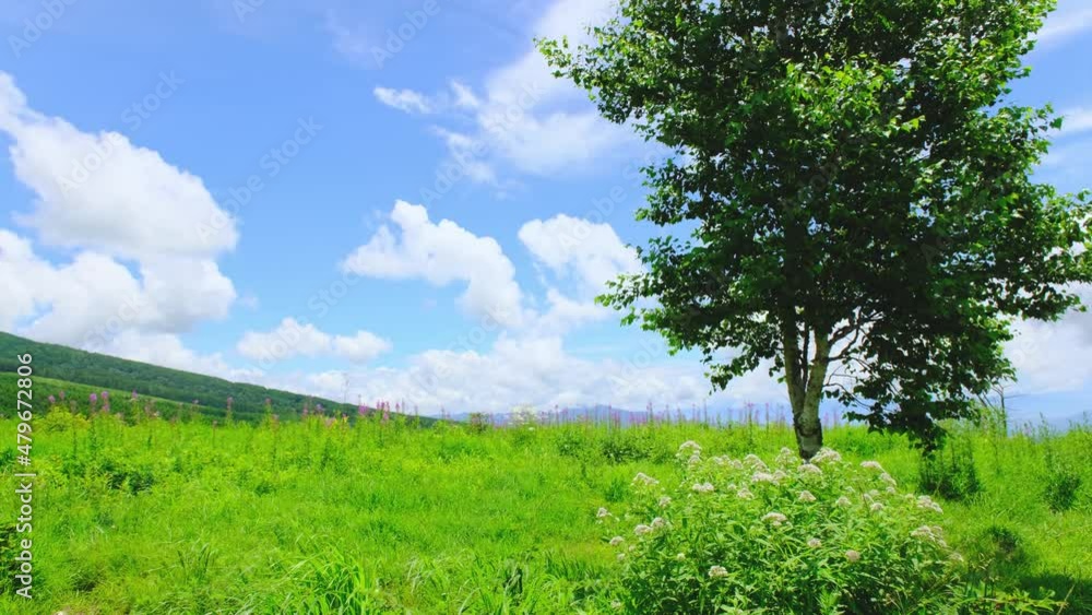 夏の高原に咲く高山植物と青い空、白い雲