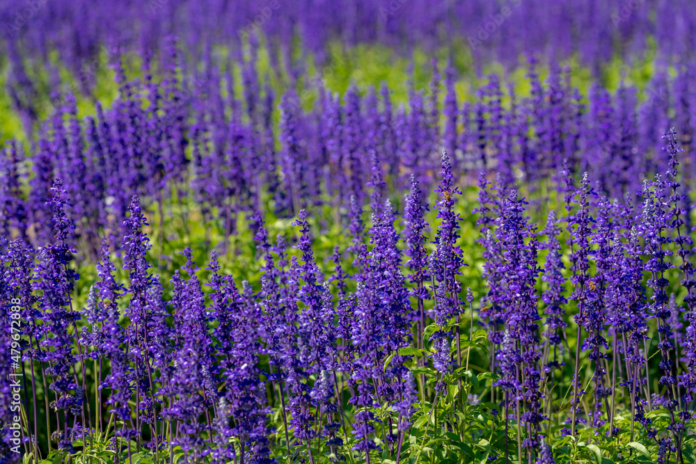 Naklejka premium Selective focus of Salvia farinacea blue in the garden with green leaves, Beautiful colorful purple flowers plant of Victoria blue (Mealy Cup Sage) Nature flora pattern texture background.