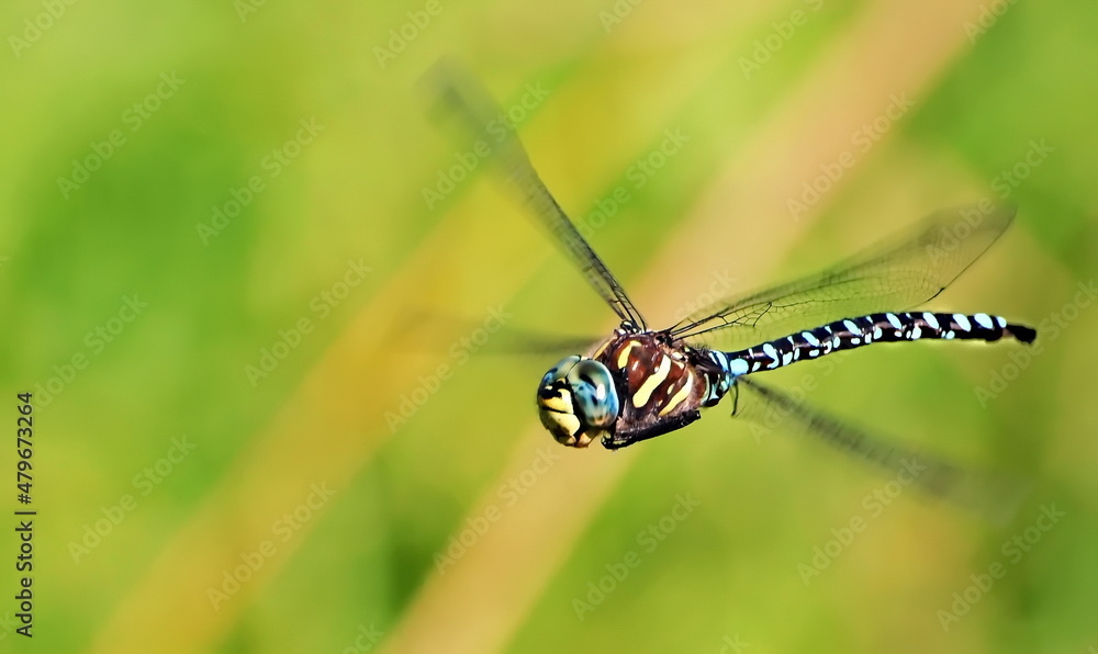 Migrant Hawker Dragonflies in Flight Migrant Hawker Dragonflies in Flight