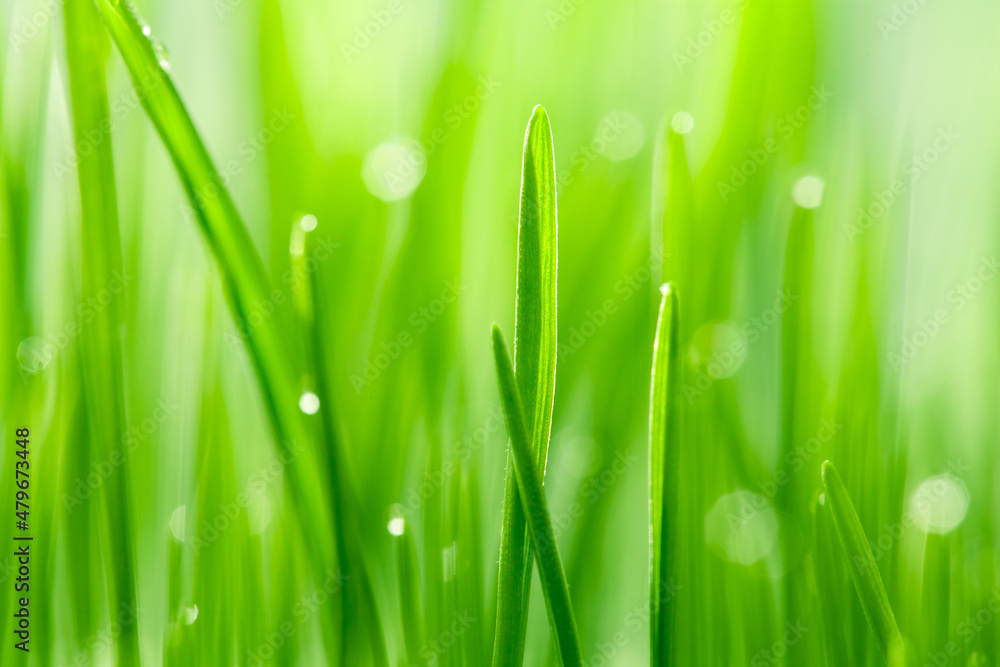 Obraz premium Close up of green leaves of grass with water drops. Natural green background.