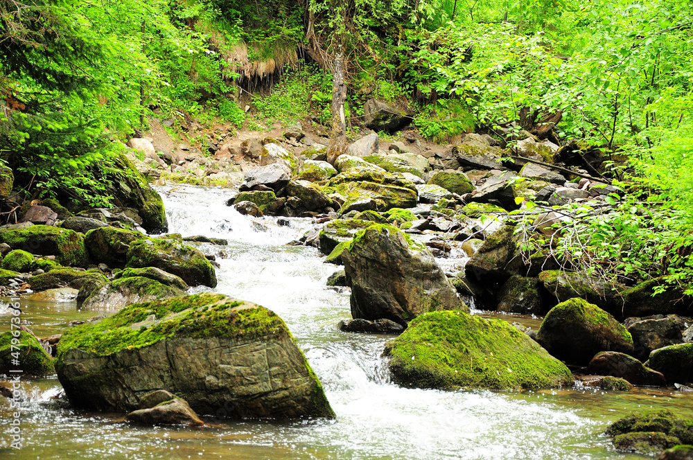 A swift stream of a stormy mountain river flows around the stone boulders through the morning forest after the rain.
