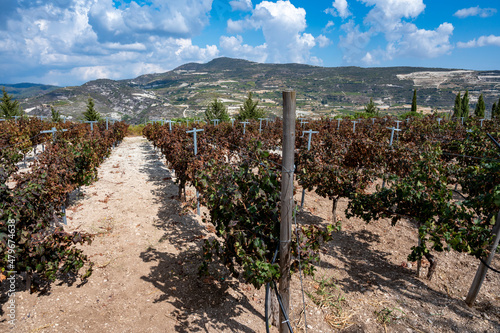 Wine industry on Cyprus island, view on Cypriot vineyards with growing grape plants on south slopes of Troodos mountain range near Omodos village photo