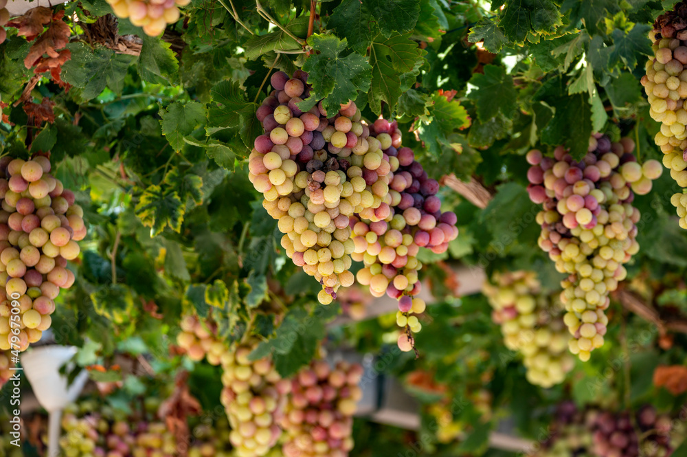 Bunches of white-pink sweet seedless table grapes ripening on vineyars of Cyprus