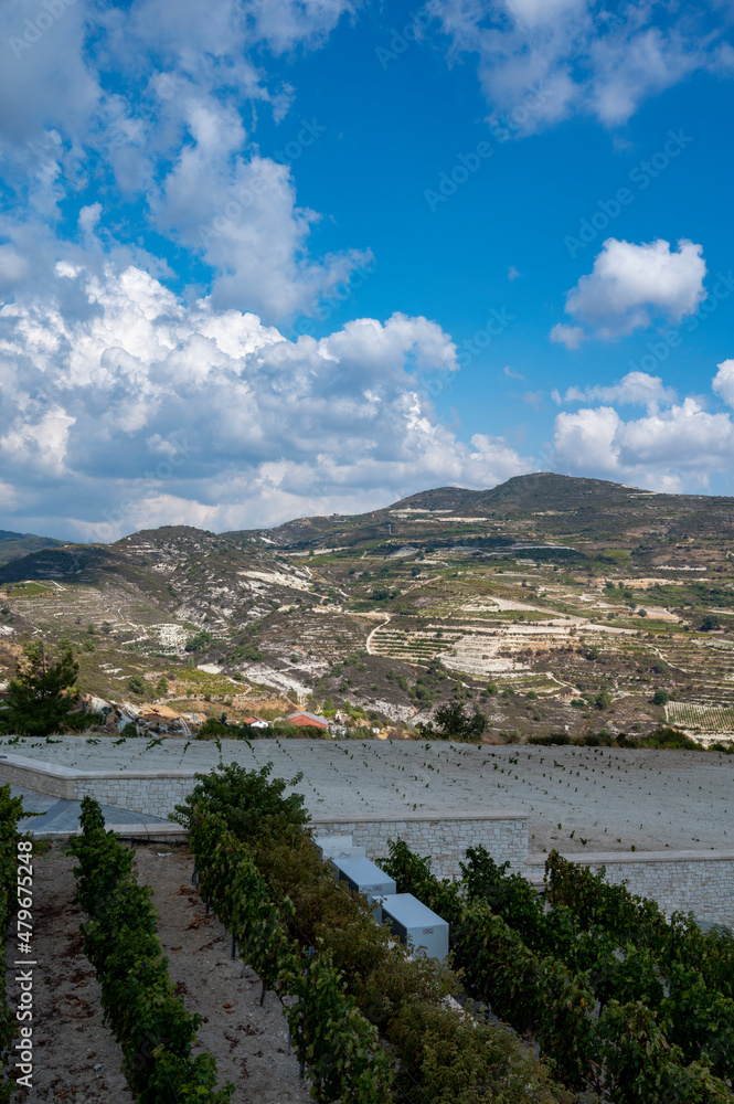 Wine industry on Cyprus island, view on Cypriot vineyards with growing grape plants on south slopes of Troodos mountain range near Omodos village
